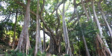 The 800-Year-Old Banyan Tree on Son Tra Peninsula - image 1