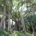The 800-Year-Old Banyan Tree on Son Tra Peninsula - image 1