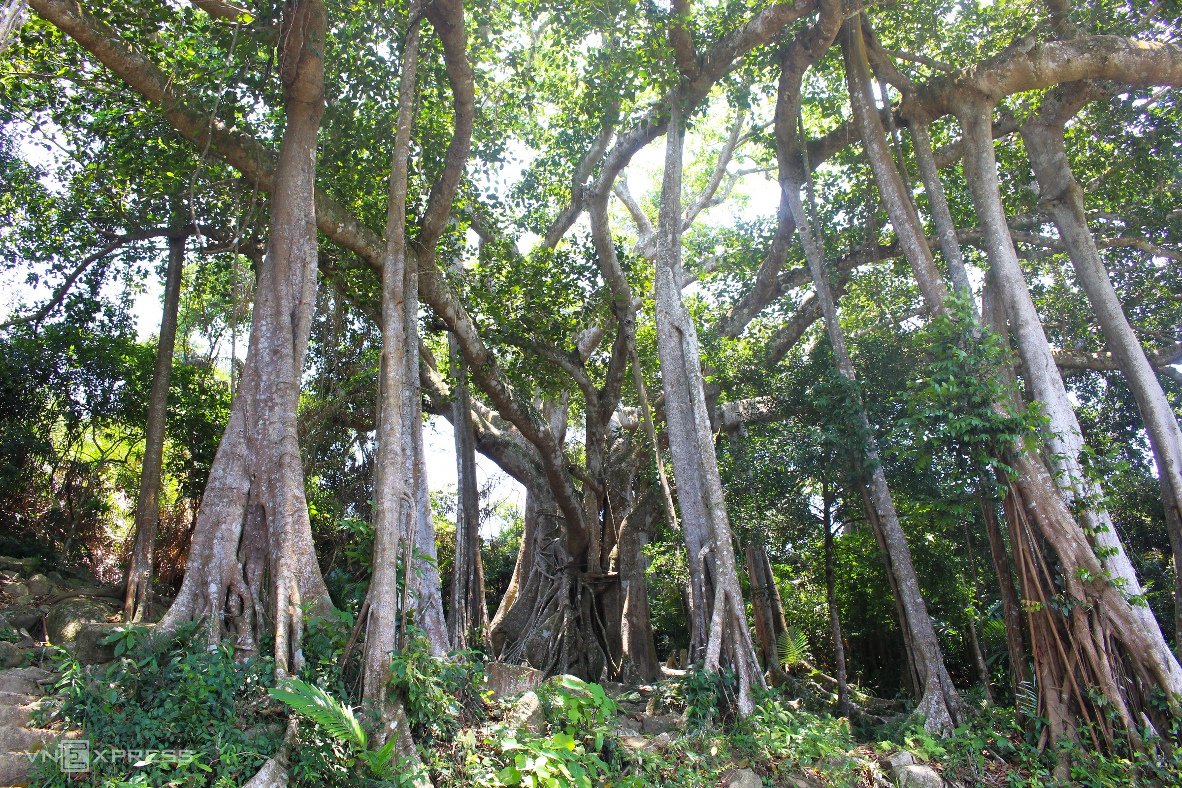 The 800-Year-Old Banyan Tree on Son Tra Peninsula - image 1