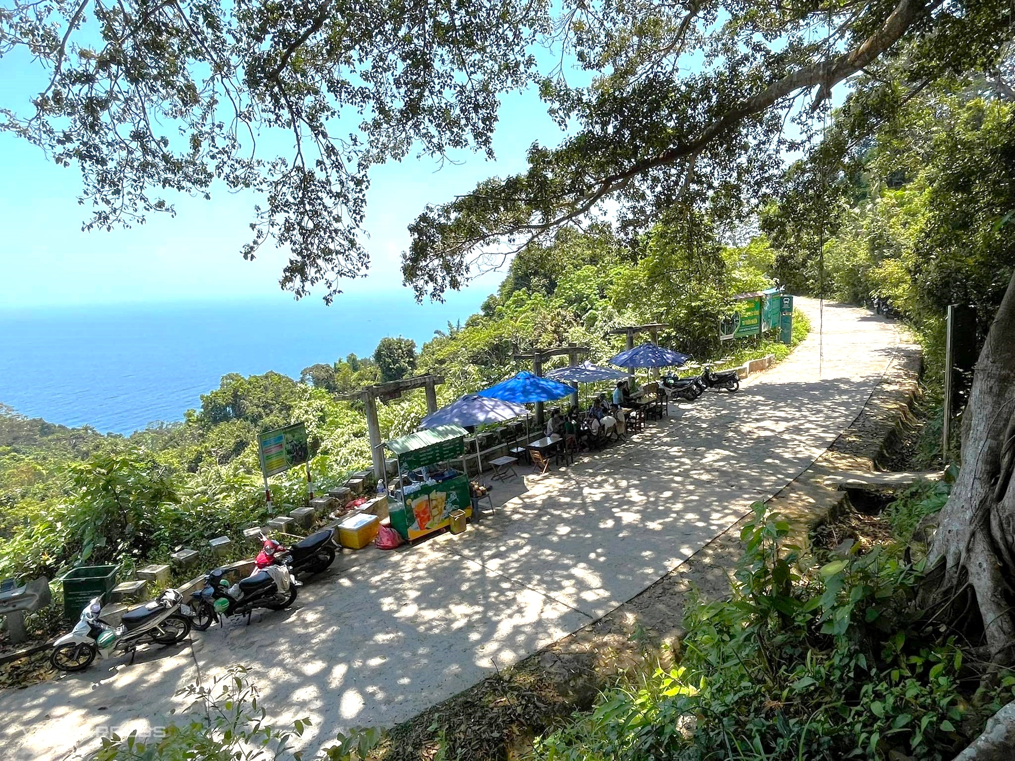 The 800-Year-Old Banyan Tree on Son Tra Peninsula - image 3