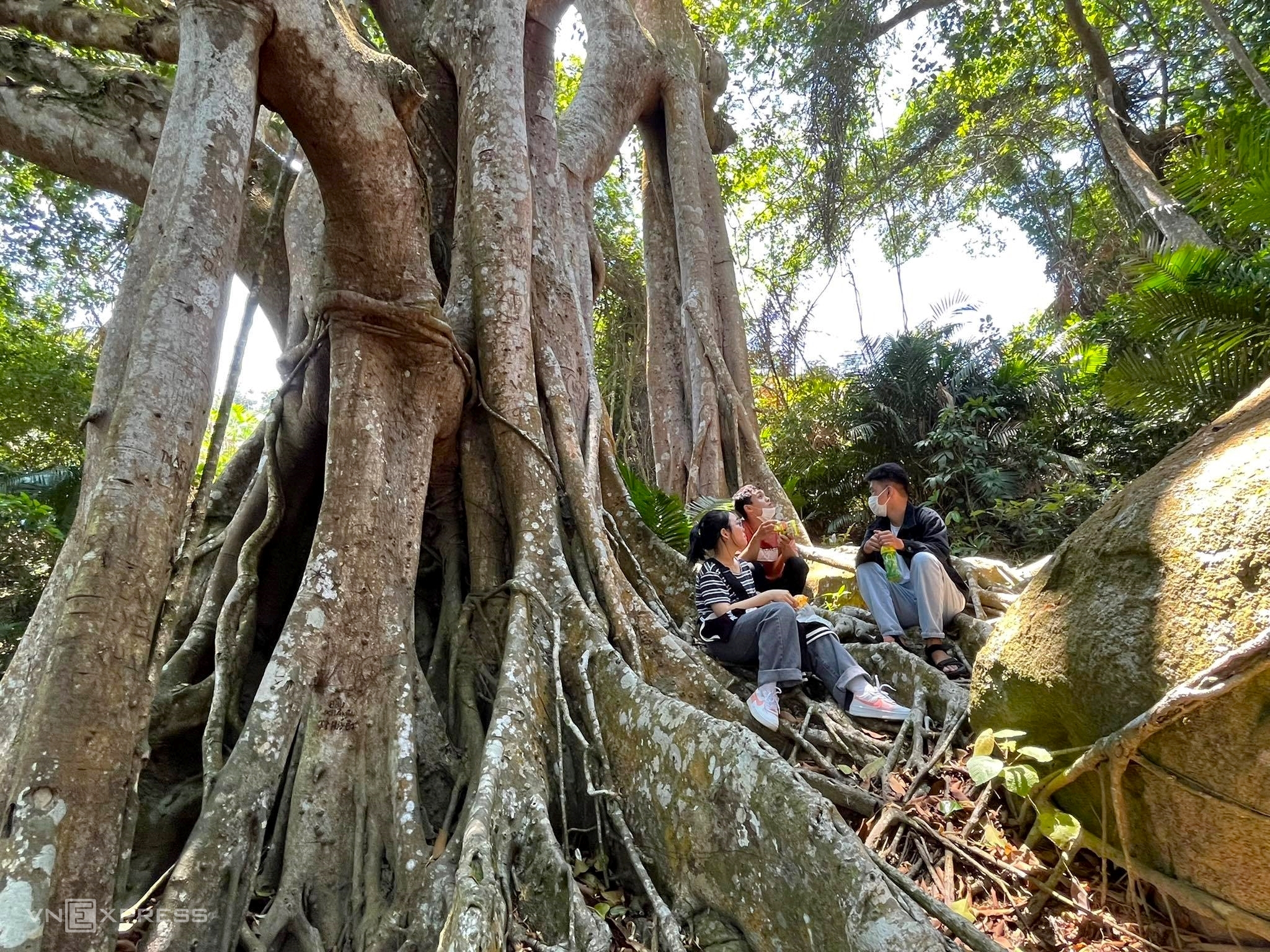 The 800-Year-Old Banyan Tree on Son Tra Peninsula - image 2