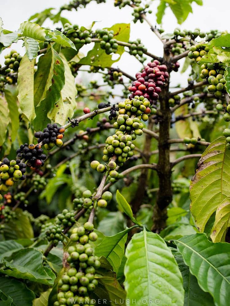 Coffee trees in Dalat, Vietnam.