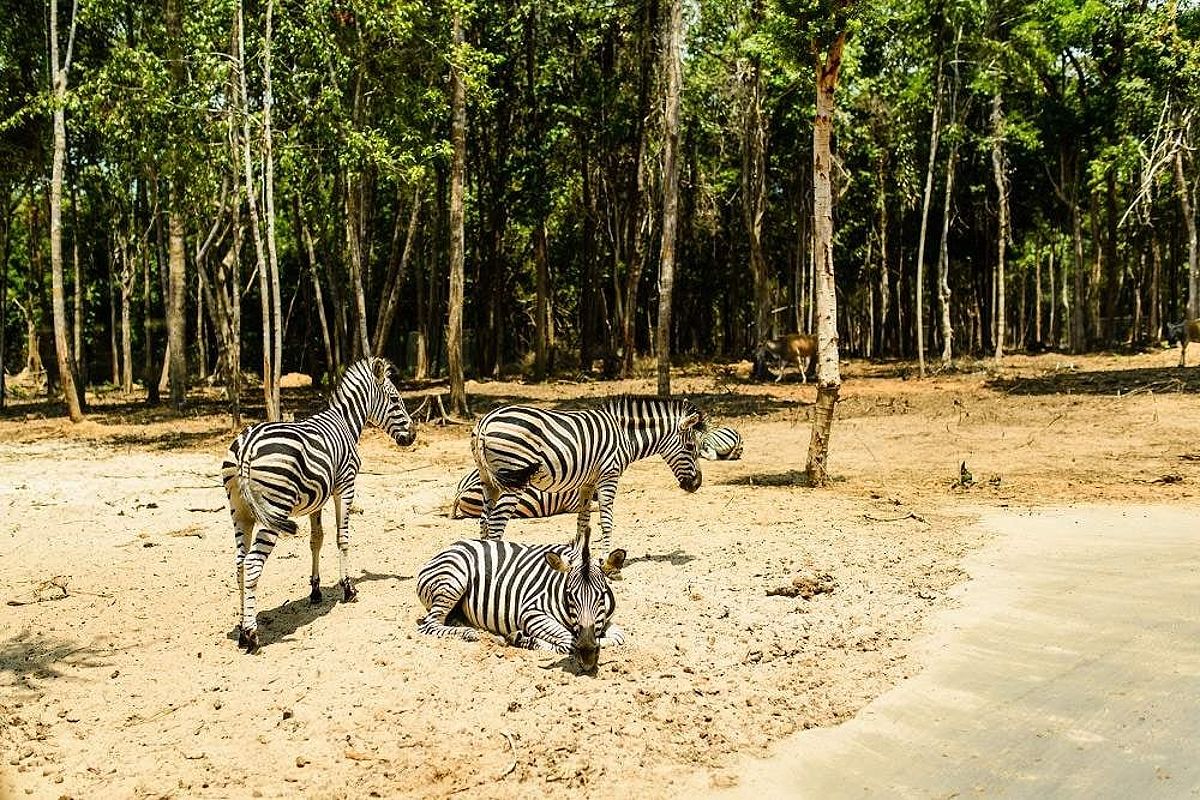Conservation Efforts at Vinpearl Safari