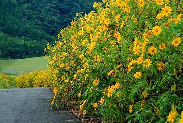 Dalat in the autumn to see wild sunflowers