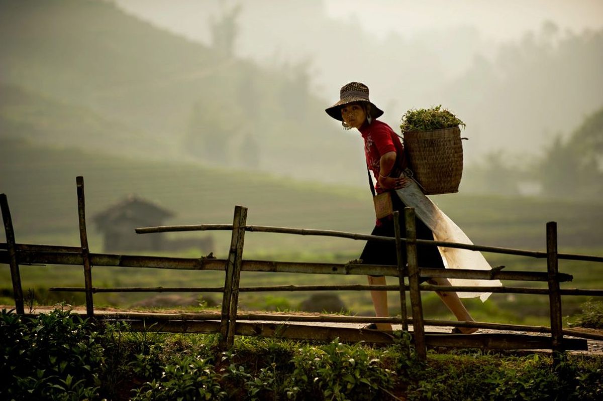 Local woman in hat carrying basket of greens on back crossing bridge