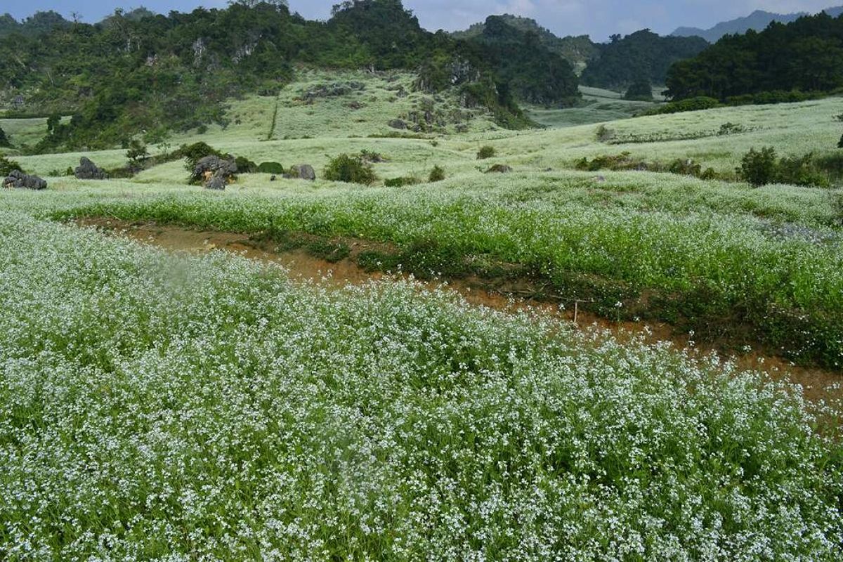 Moc Chau flower fields