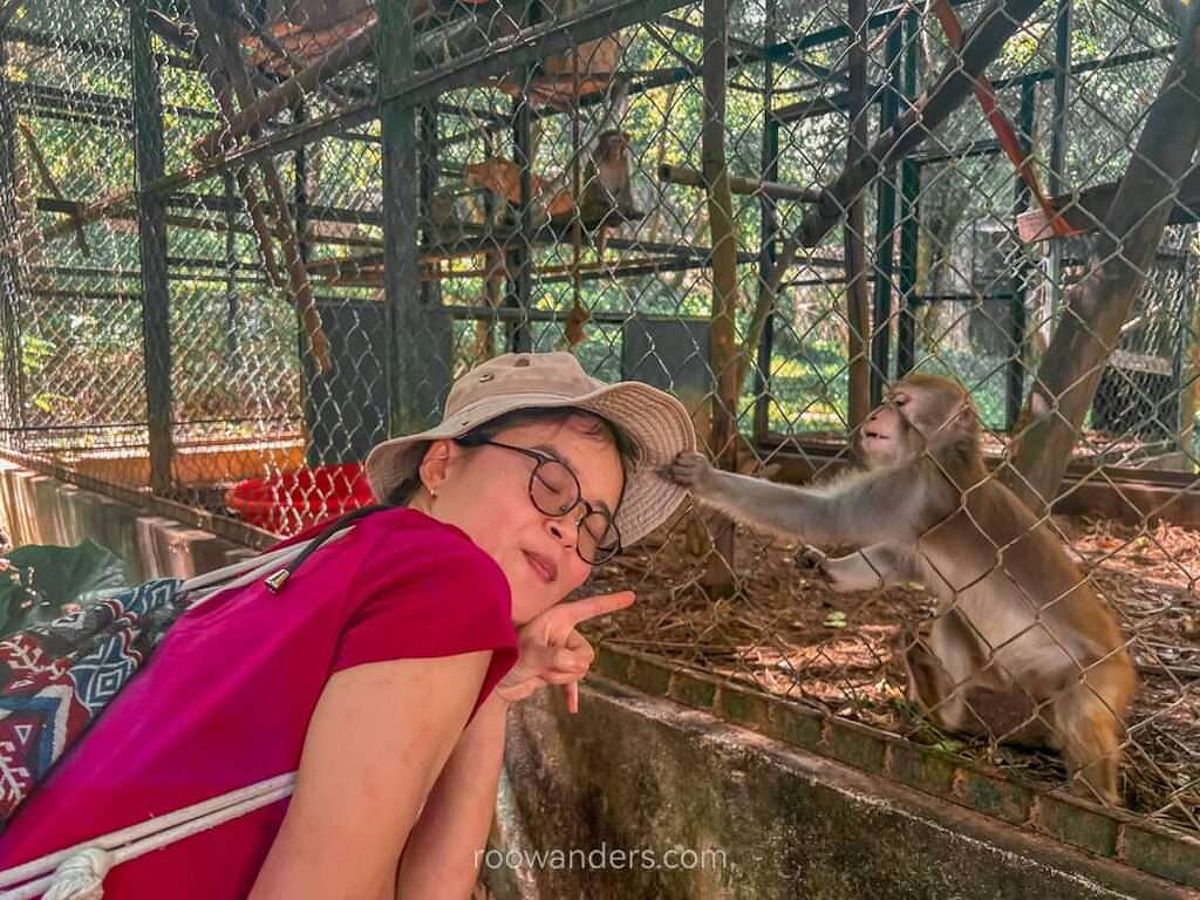 Monkey in Phong Nha Botanical Garden