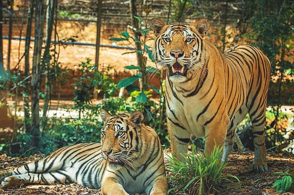 Open Zoo at Vinpearl Safari