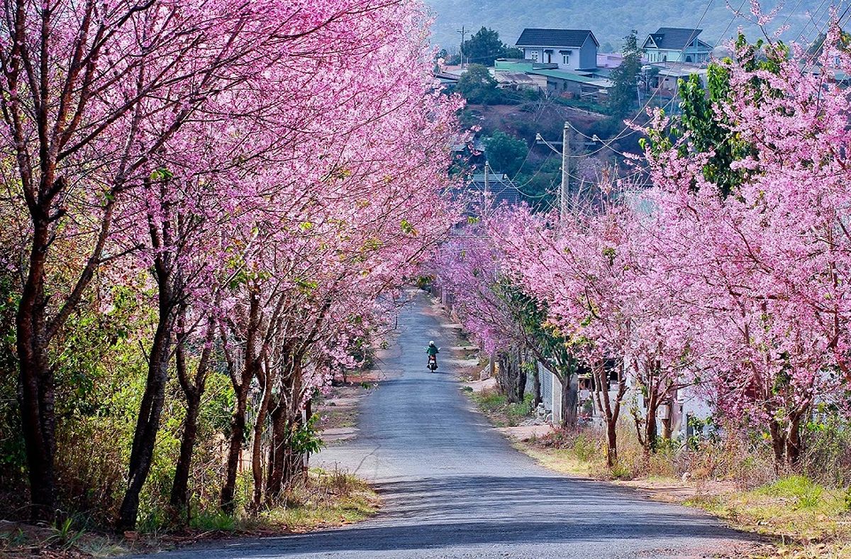 Peach blossom in Dalat