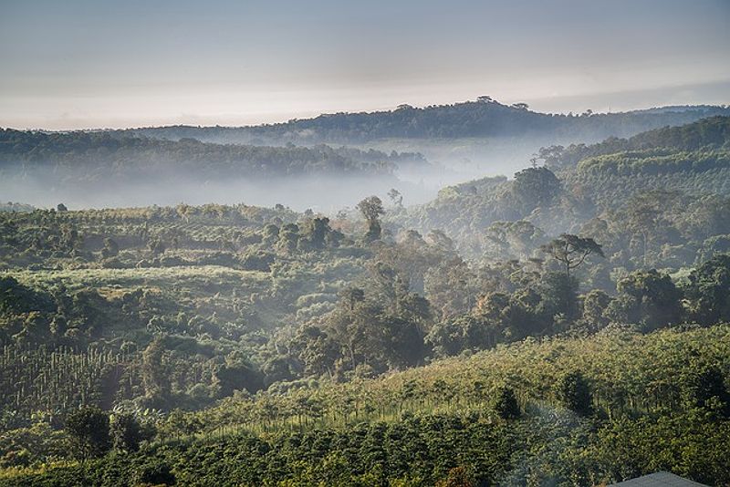 Vietnamese coffee farm